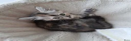 Mixed Breed cats for sale: 5 super fluffy female kittens - Advert 7