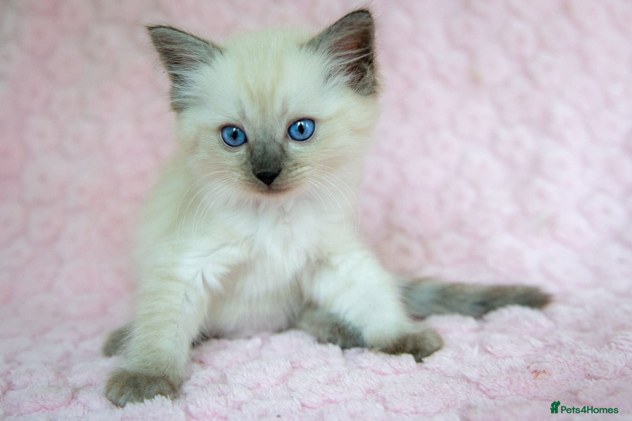 Ragdoll cats Stunning Ragdolls Reserve Now. - Advert 2