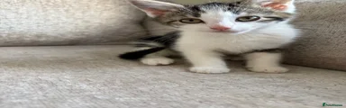 Grey and white tabby girl