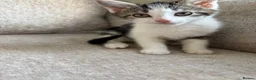 Mixed Breed cats for sale: 7 beautiful kittens ready from a loving home in Huddersfield - Advert 20