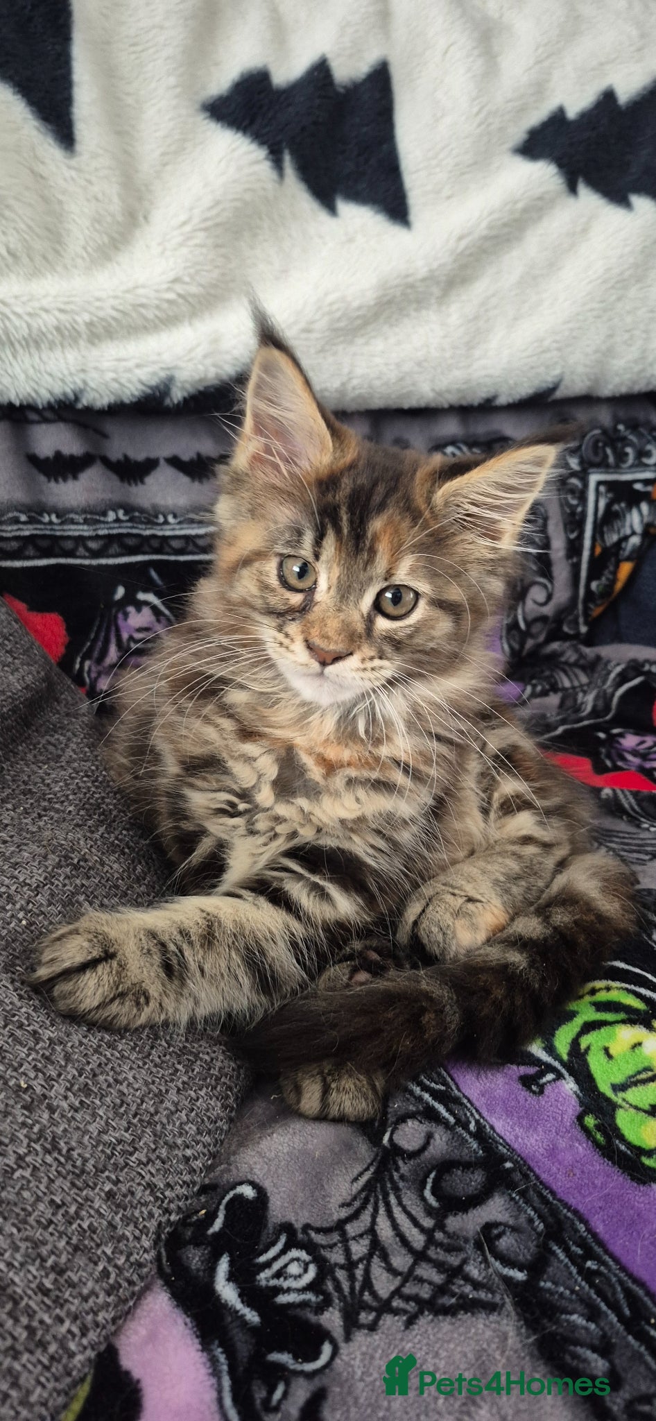 Maine Coon cats Stunning maine coon girl - Advert 1