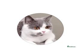British Shorthair cats for sale: British Shorthair  - Image 6