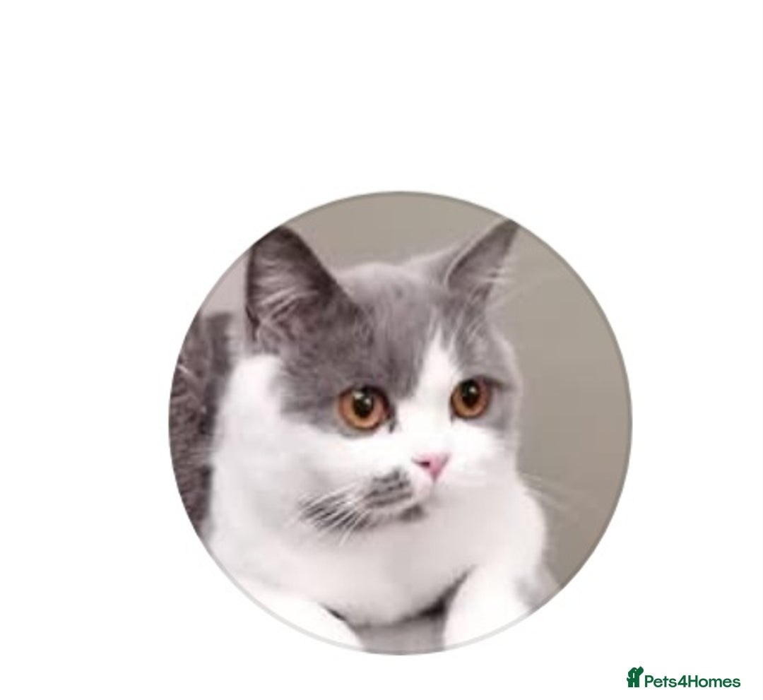 British Shorthair cats for sale: British Shorthair  - Image 6