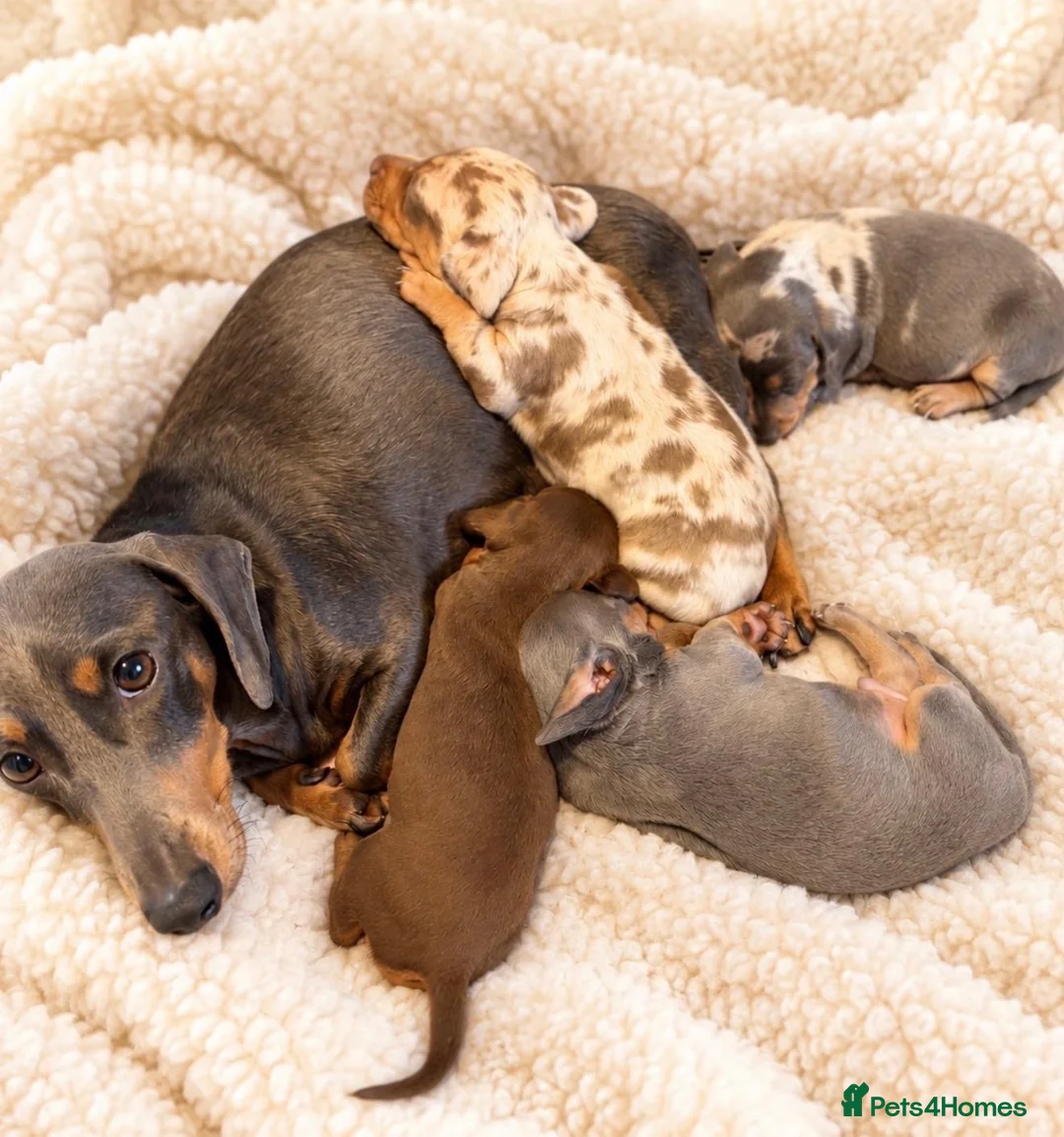 Miniature Dachshund dogs for sale: Stunning Litter - K.C Registered in Bishop's Stortford - Advert 1
