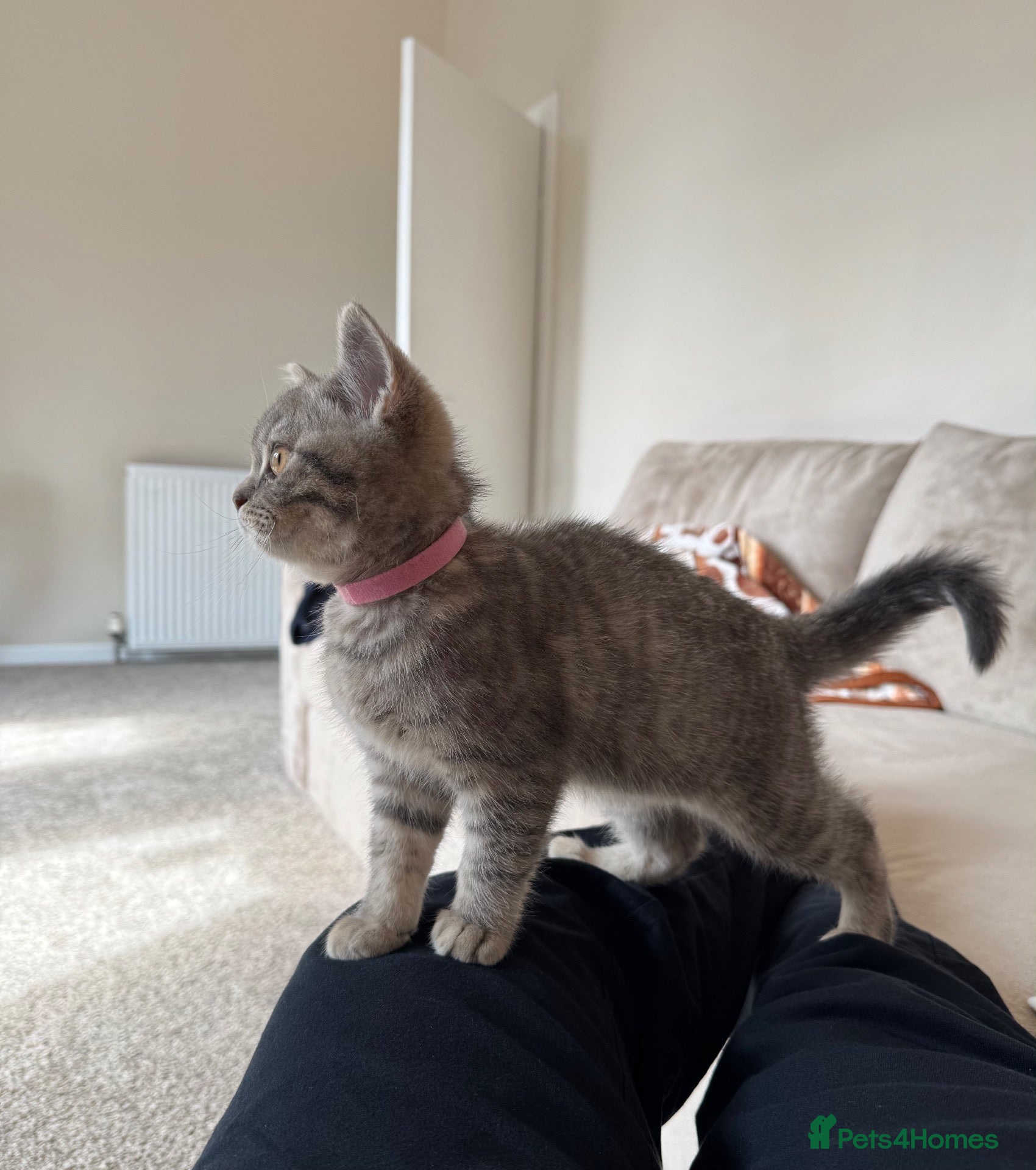 British Shorthair cats British Shorthair For Sale 💕 - Advert 4