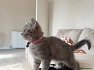 British Shorthair cats British Shorthair For Sale 💕 - Advert 4