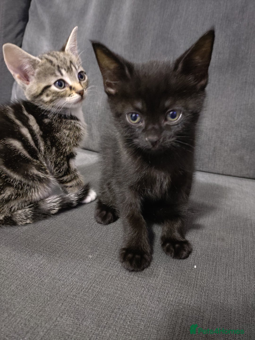 Mixed Breed cats for sale: Kittens - Advert 2