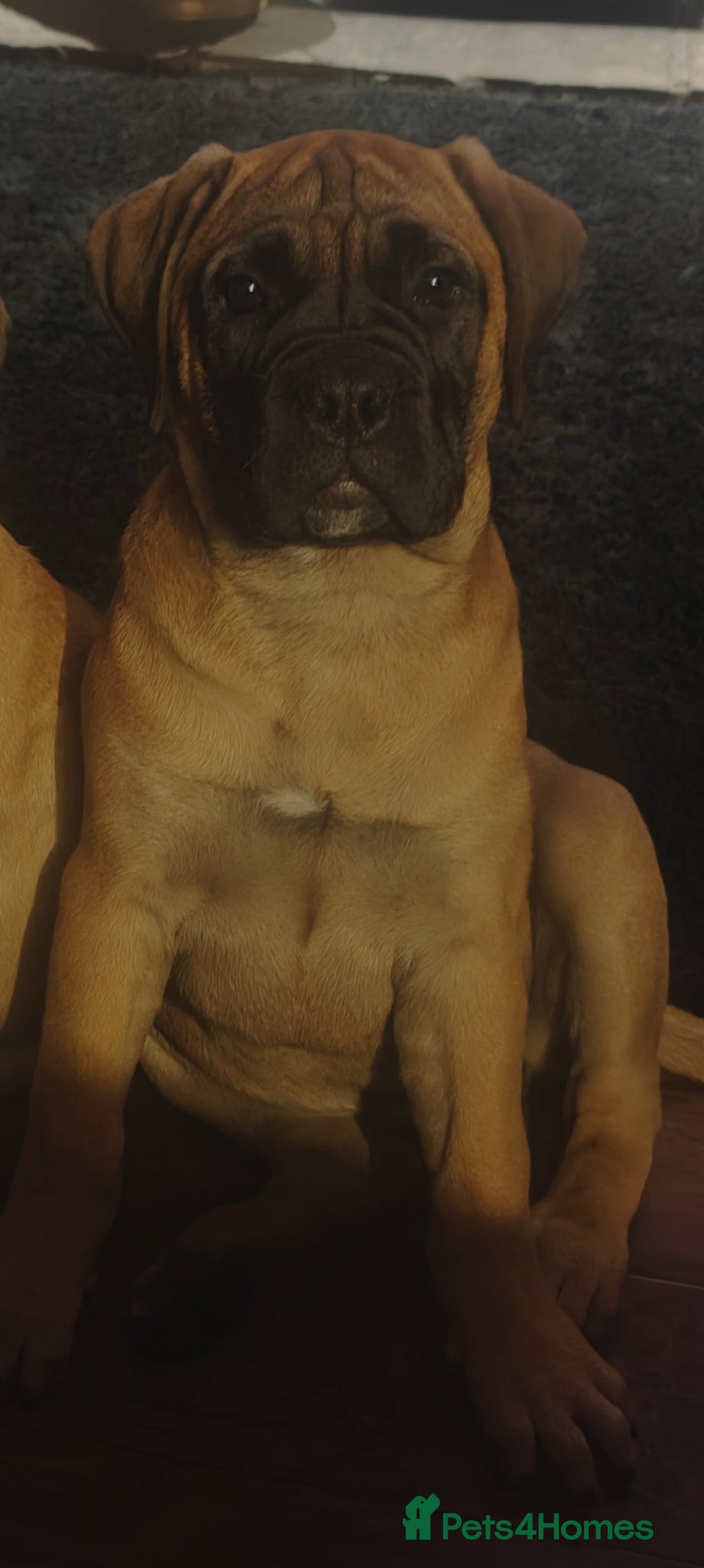 Bullmastiff dogs for sale: Kc reg red  bullmastiff bitch 14 weeks available  - Advert 3