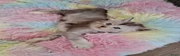 Maine Coon cats for sale: Maine Coon Kittens looking for new loving home in Birmingham - Advert 30