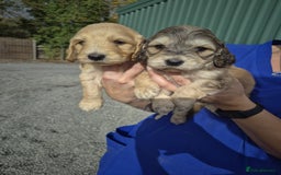 Cockapoo dogs for sale: Cockapoo Puppies  - Image 5