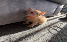 Domestic Shorthair cats for sale: Beautiful kittens 😍 - Image 2