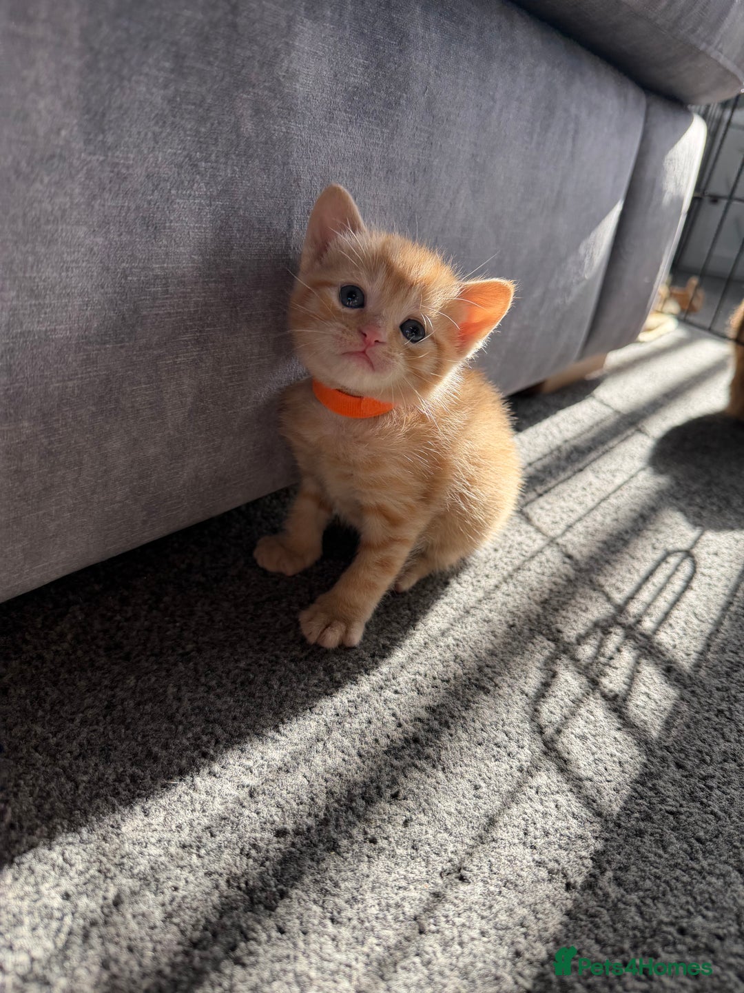 Domestic Shorthair cats for sale: Beautiful kittens 😍 - Image 2