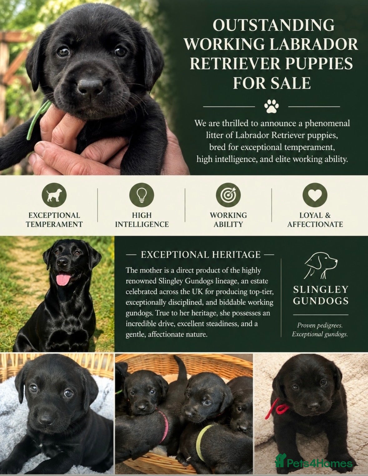 Labrador Retriever dogs Labrador Puppies 🐾 - Advert 1