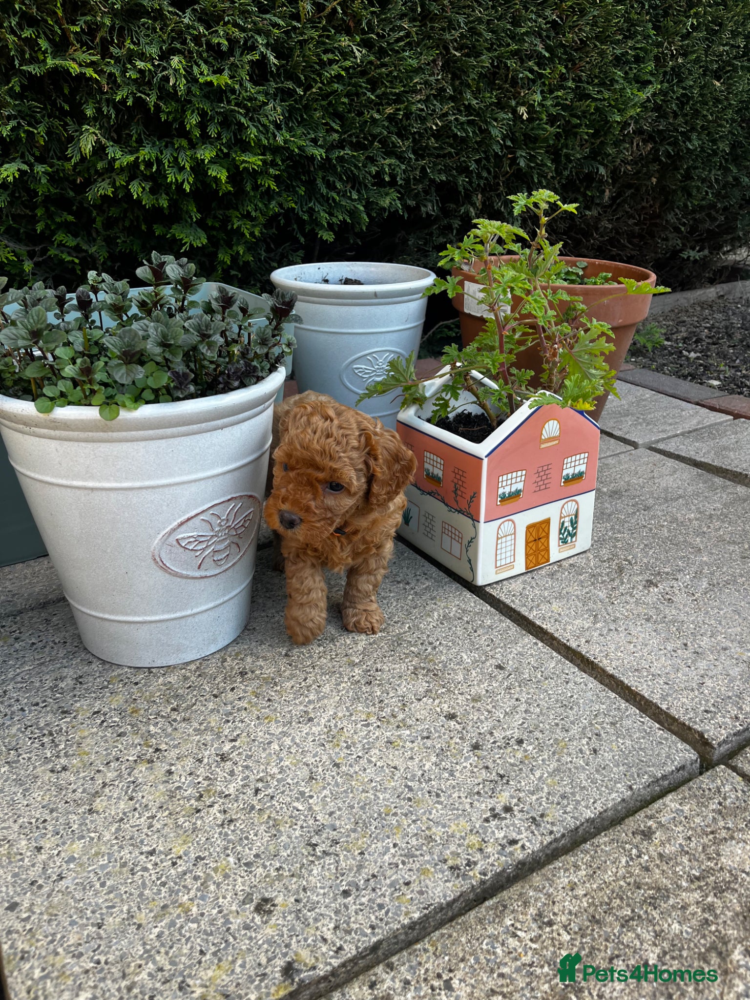 Cockapoo dogs Miniature f1b Cockapoo DNA clear 🐶  - Advert 2