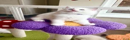 Ragdoll cats for sale: Gorgeous Tica registered Ragdoll kittens 1 girl  - Advert 19