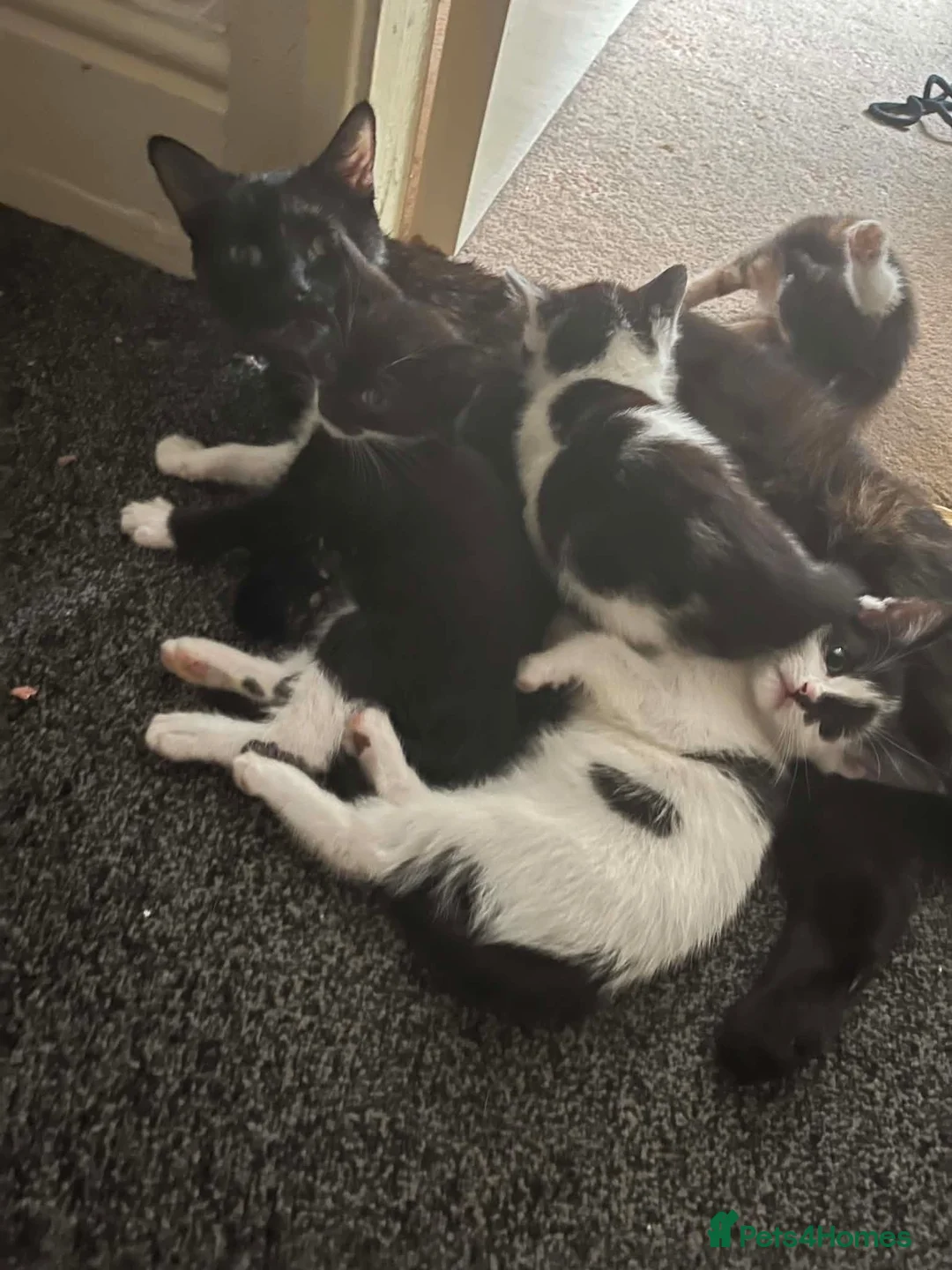 Mixed Breed cats for sale: 6 Fluffy Kitties - Advert 1