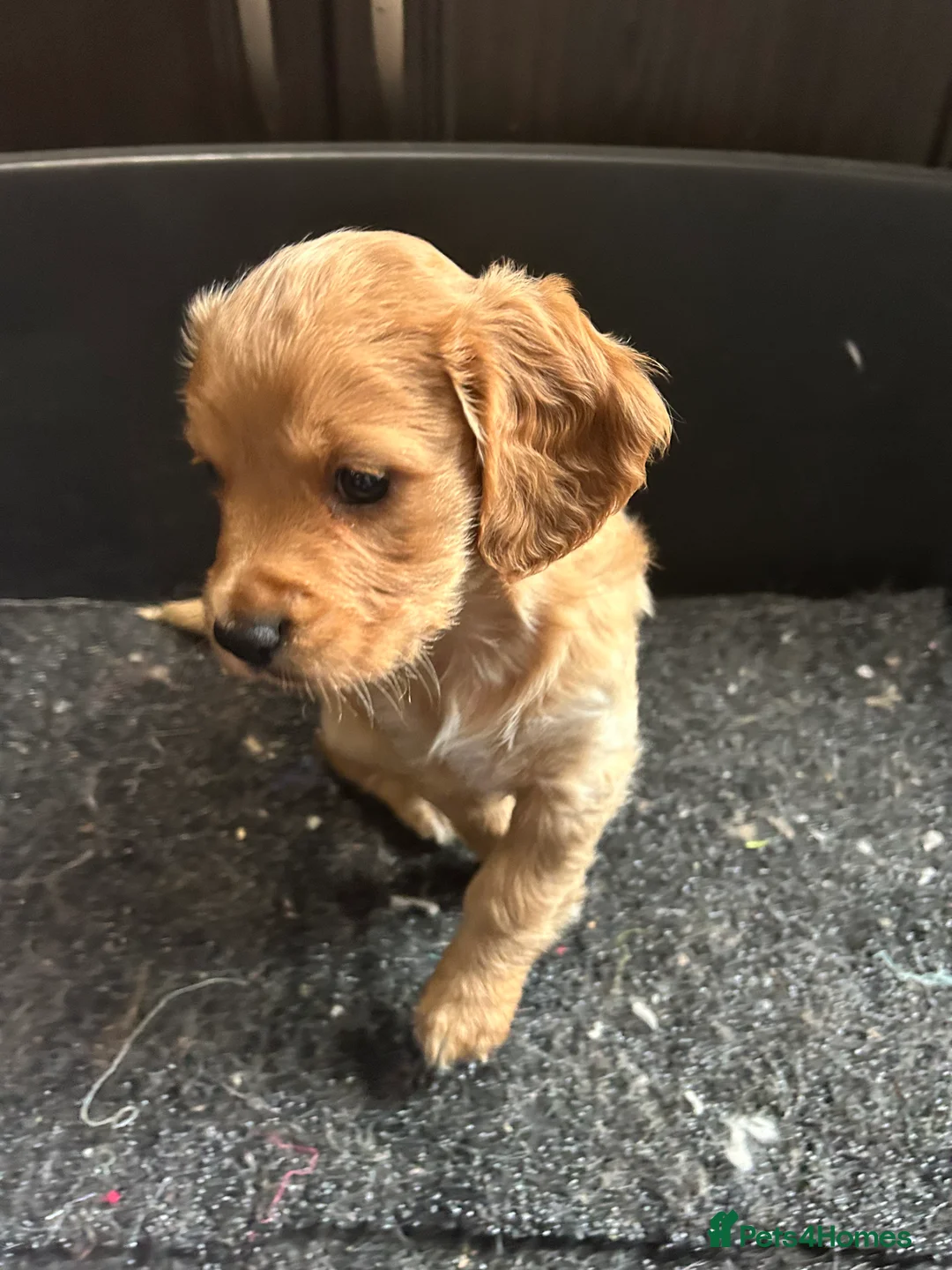 Cockapoo dogs for sale: Cockapoo puppy red male - Advert 3