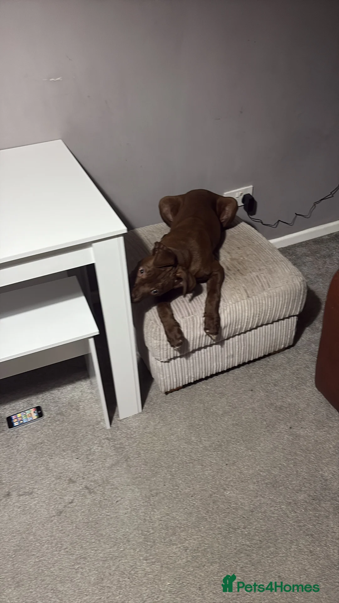 Mixed Breed dogs for sale: Cane corso mixed in Nottingham - Advert 12