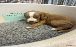Cocker Spaniel dogs for sale: Two cocker spaniel litters - Image 21