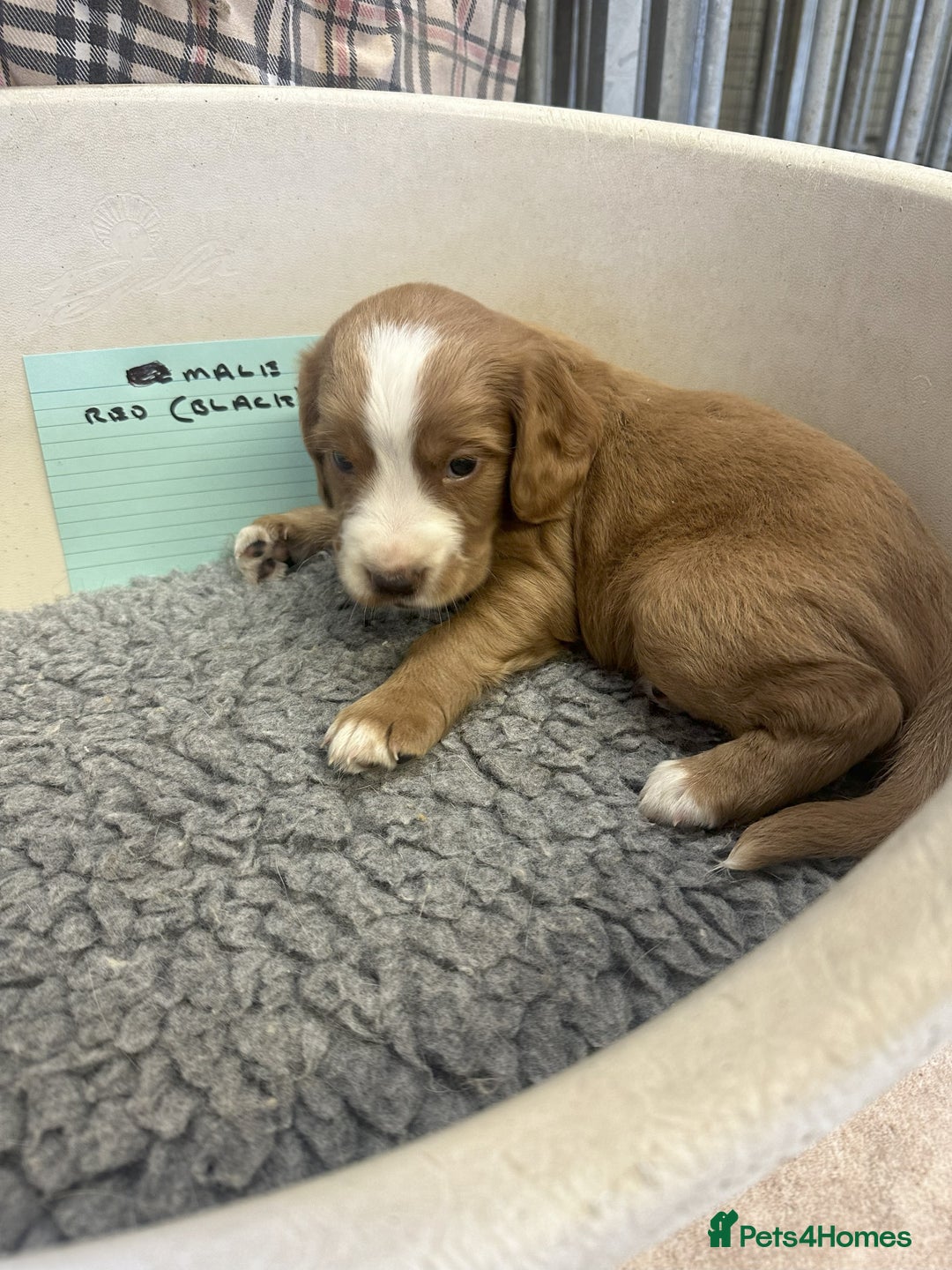 Cocker Spaniel dogs for sale: Two cocker spaniel litters - Image 21
