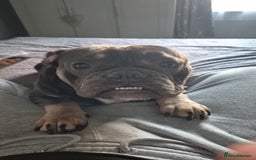 Mixed Breed dogs for sale: 2 Year Old Frenchie x English Bulldog - Image 2
