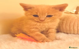 Mixed Breed cats for sale: 5 floofy kittens ready to find their forever homes - Image 10