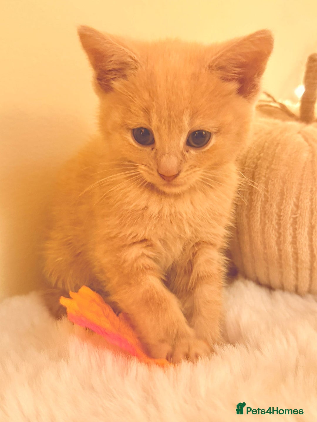 Mixed Breed cats for sale: 5 floofy kittens ready to find their forever homes - Image 10
