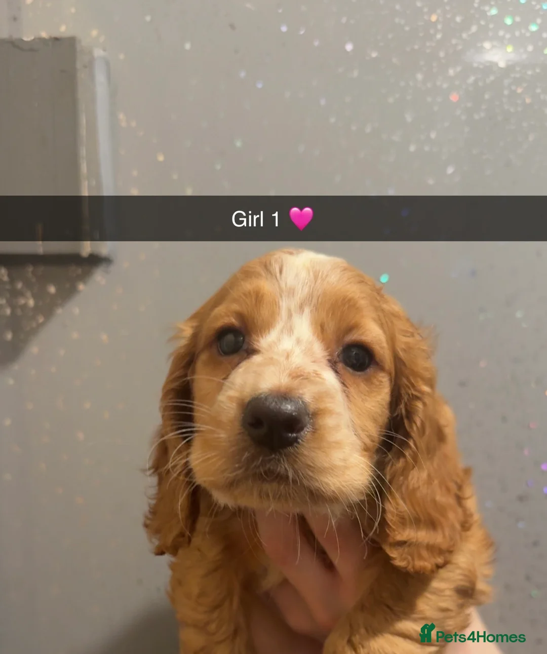 Cocker Spaniel dogs for sale: Cocker spaniel girls for sale  - Advert 7