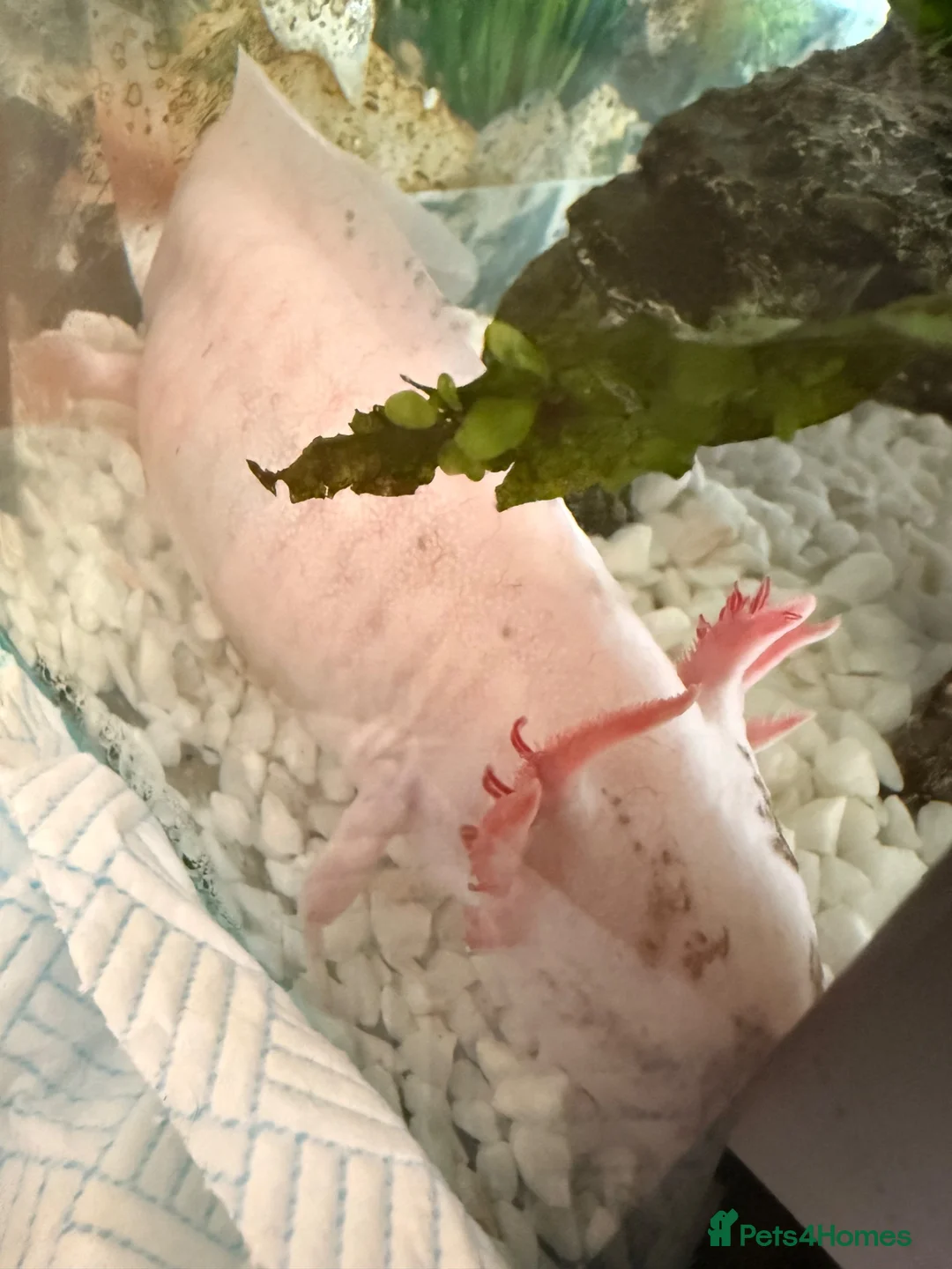 Axolotl reptiles for sale: Axolotl 2 years old  - Advert 5
