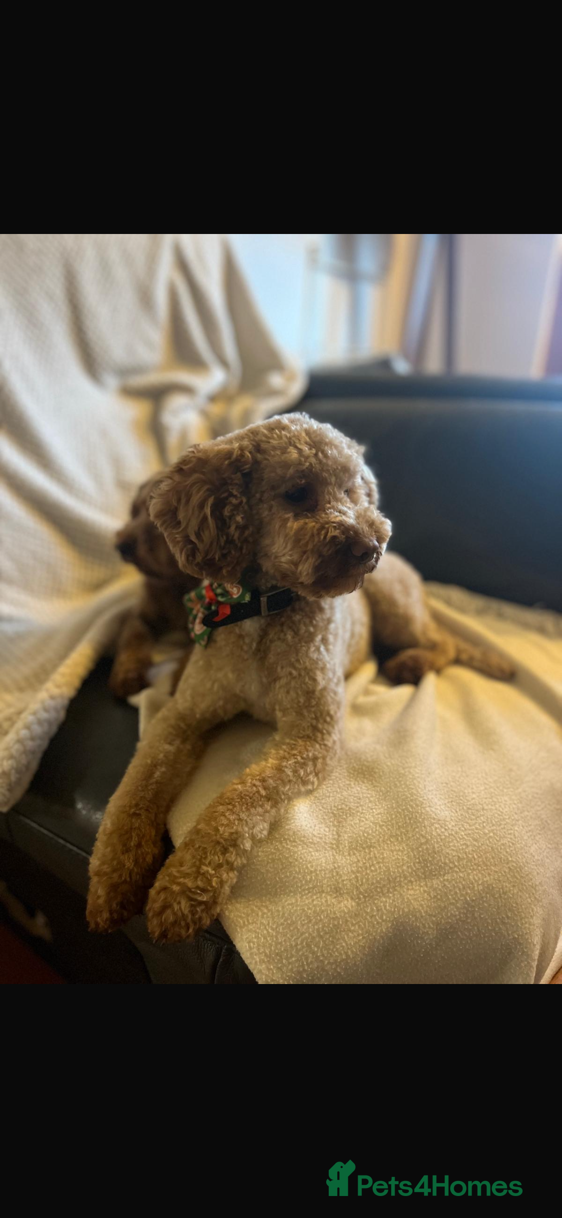 Cavapoo dogs Stunning litter Cavapoo pups  in Hereford - Advert 1