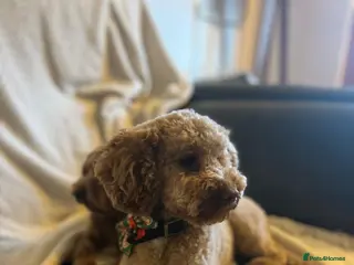 Cavapoo dogs Stunning litter Cavapoo pups in Hereford - Advert 1