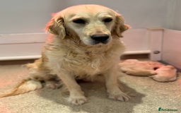 Golden Retriever dogs for sale: 5 outstanding KC golden retriever puppies  - Image 2