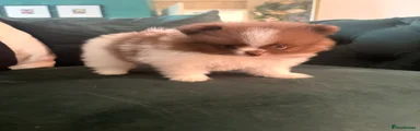 Pomeranian Puppy 5