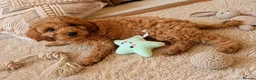 Cavapoo dogs for sale:  F1 Cavapoo 1Boy Available ready now 💚 - Advert 3