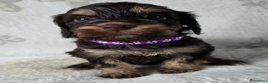 Cockapoo 6