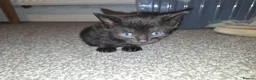 Mixed Breed cats for sale: 4 beautiful playful kittens ready for a new home!! - Advert 5