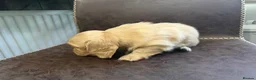 Miniature Dachshund dogs for sale: Exceptional KC Registered Miniature Dachshunds  - Advert 21