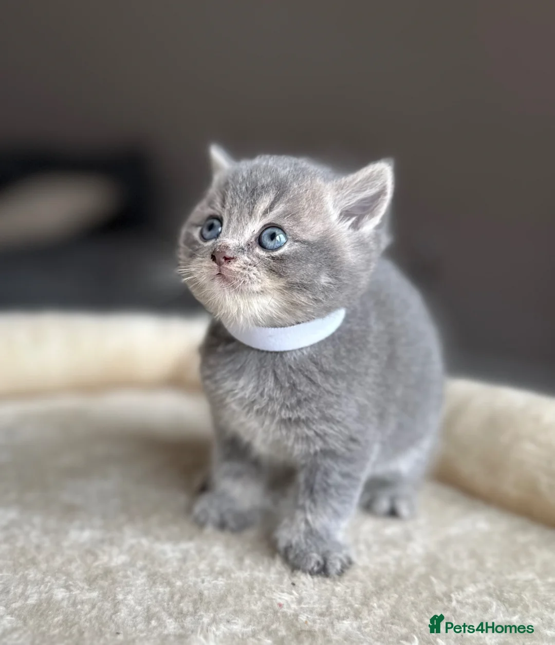 British Shorthair cats for sale: British shorthair kittens - Advert 2
