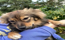 Mixed Breed dogs for adoption: 💖🐶 LESYA 🐶💖 - Image 11
