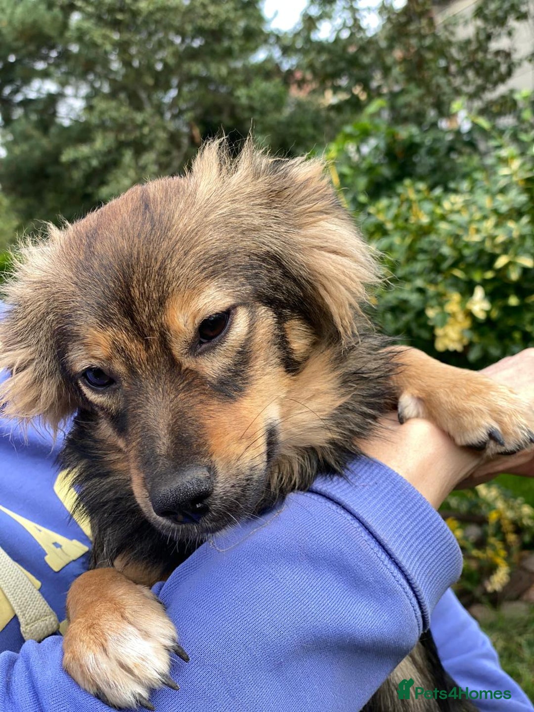 Mixed Breed dogs for adoption: 💖🐶 LESYA 🐶💖 - Image 11