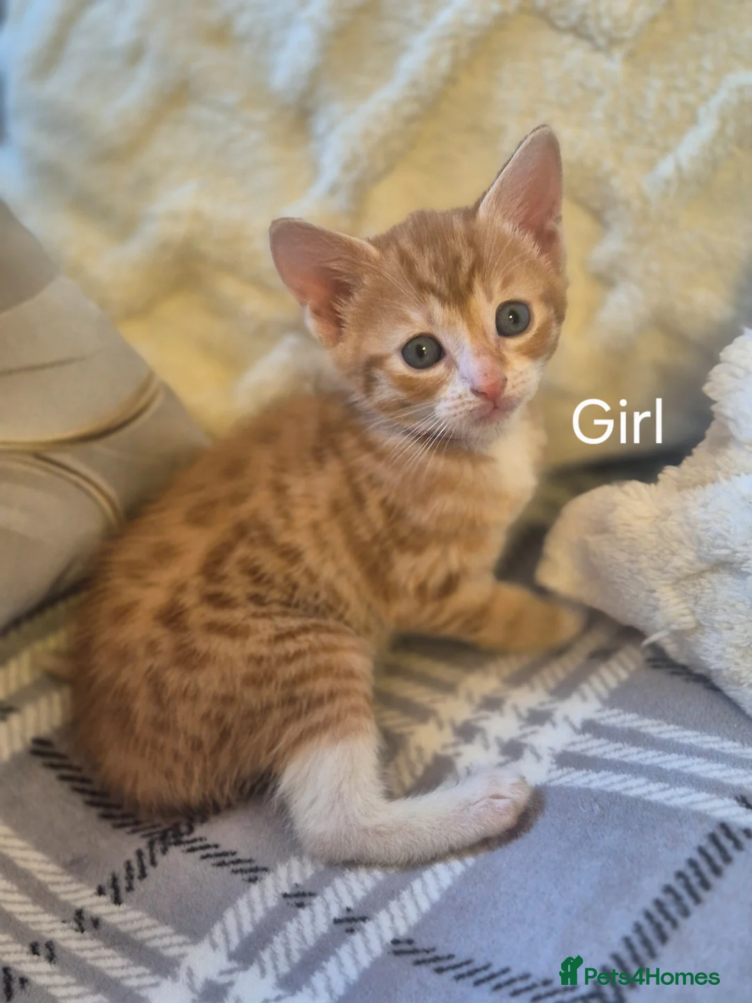 Mixed Breed cats for sale: 2girls 2boy  in Manchester - Advert 6