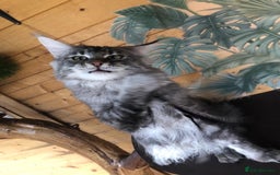 Maine Coon cats for stud: Active Tica duel Gccf Maine Coons in Grantham - Image 7