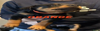Rottweiler 8