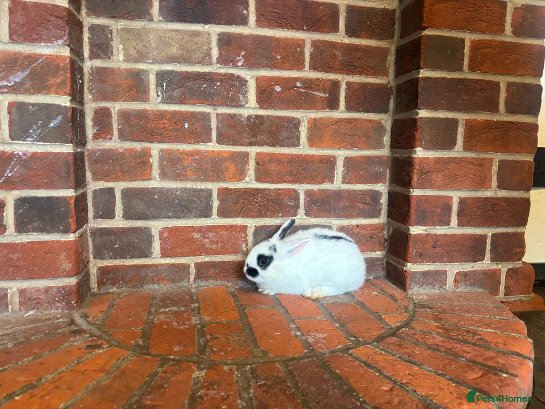 Mixed Breed rabbits for sale: Dwraf bunnies for sale  - Advert 11