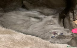 British Shorthair cats for sale: 1 Boy Left-GCCF Pedigr Pure Blue British Shorthair - Image 11