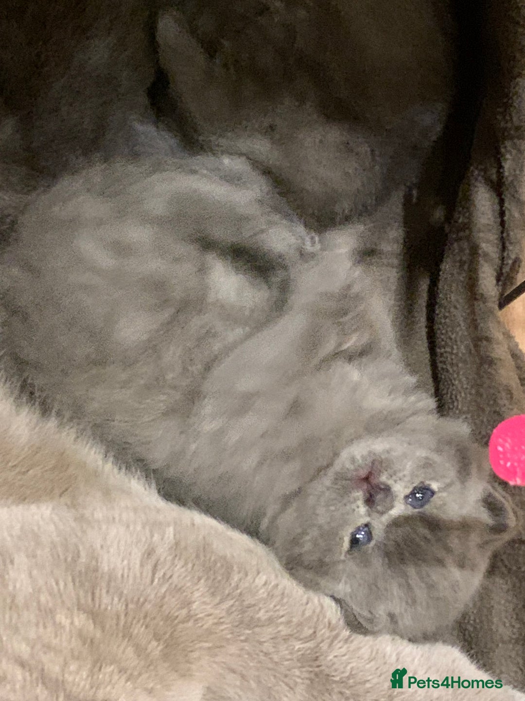 British Shorthair cats for sale: 1 Boy Left-GCCF Pedigr Pure Blue British Shorthair - Image 11