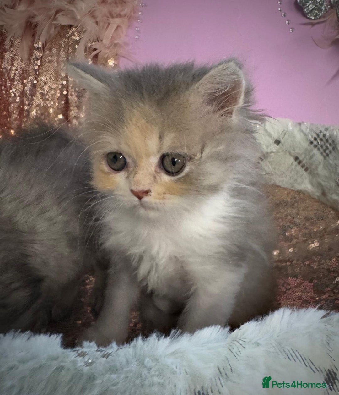 Turkish Angora cats for sale: Angora cross Persian kittens 🐱  - Image 2