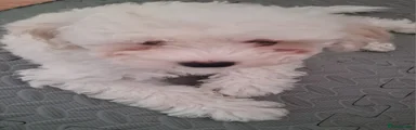 Maltese 1