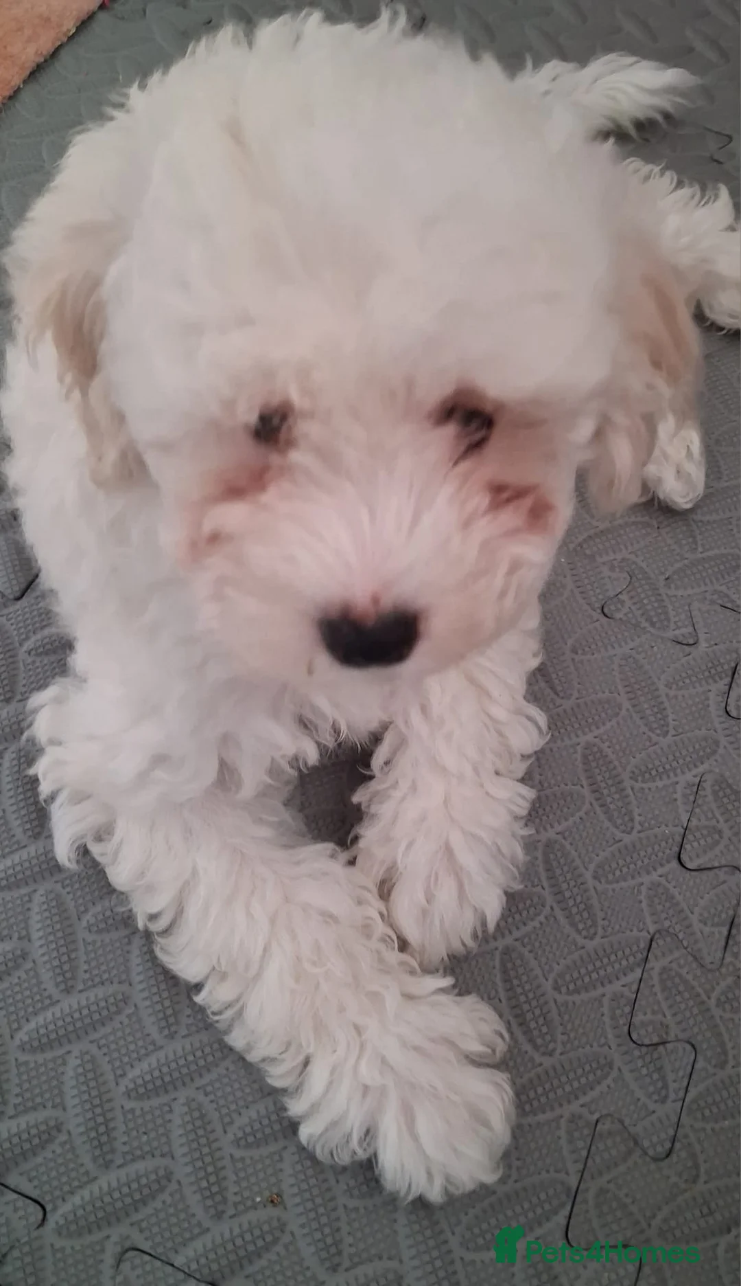 Maltese dogs for sale: Maltesse for sale - Advert 2