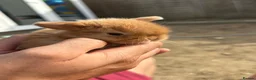 Mini Lop rabbits for sale: Mini lop rabbits - Advert 9